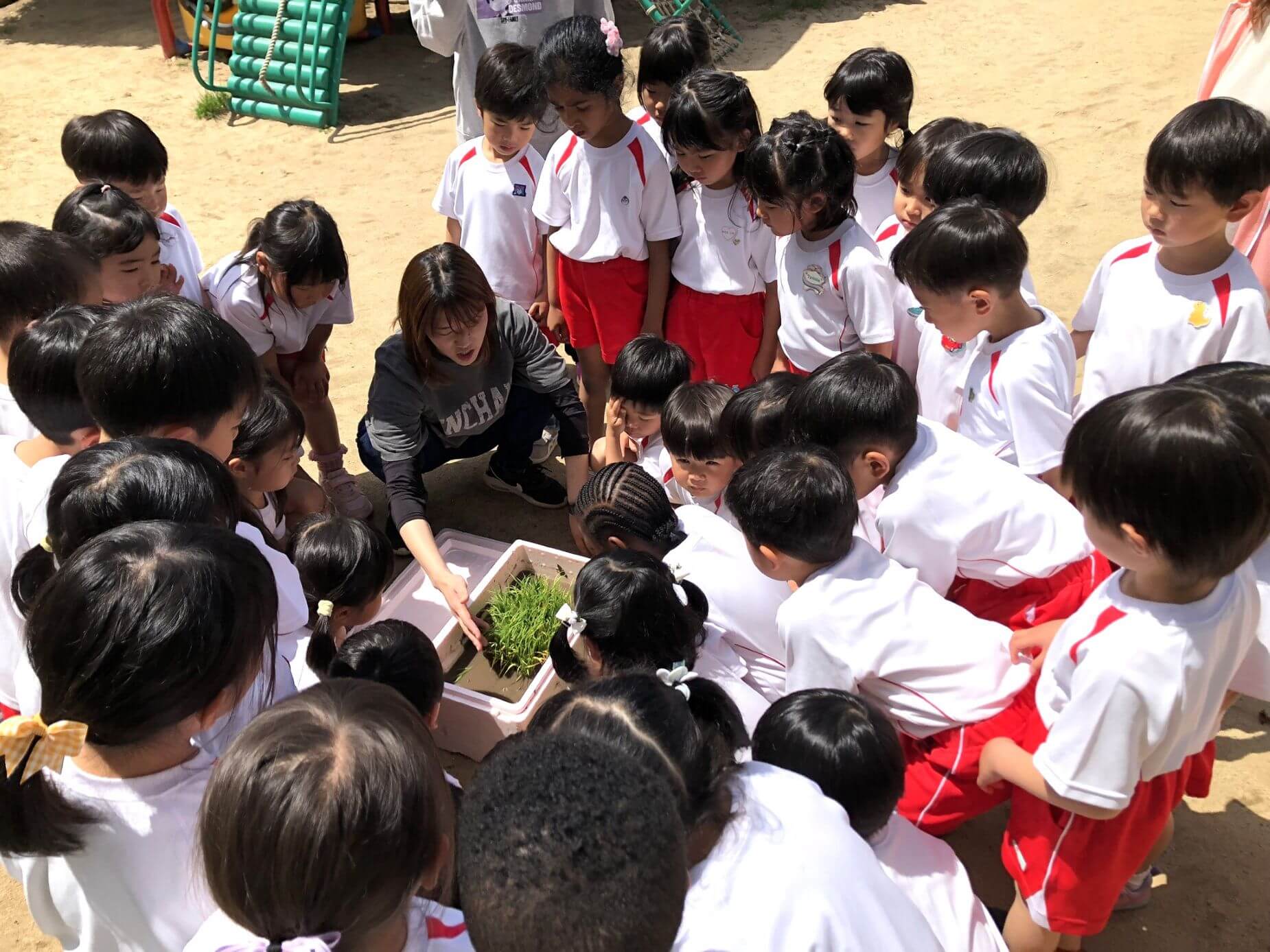 田植え体験